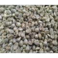 Fábrica profesional de granos de café verde